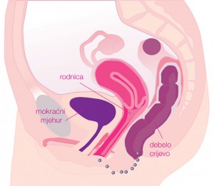 Female_anatomy_2